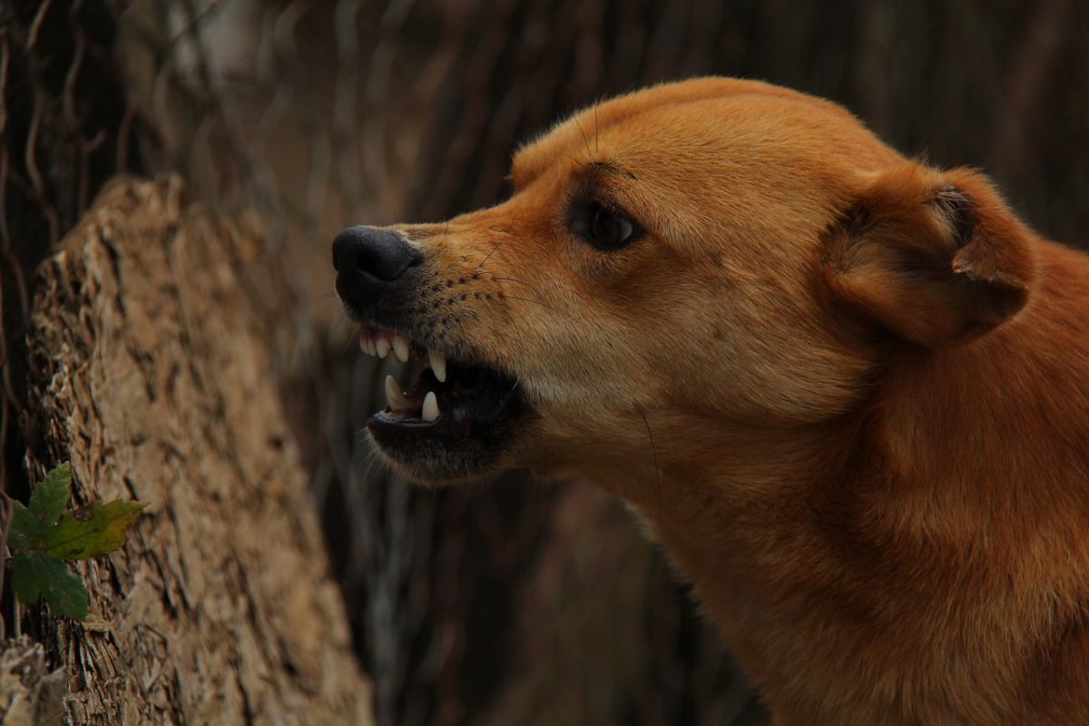 perro-1200x800.jpg